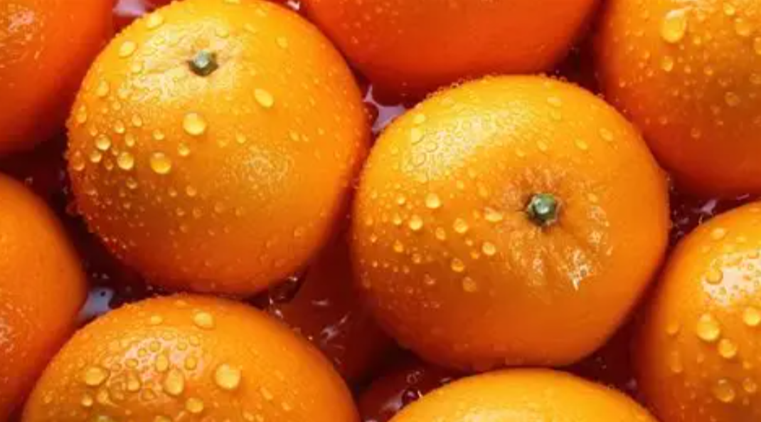 Fresh Nagpur oranges for bulk wholesale supply